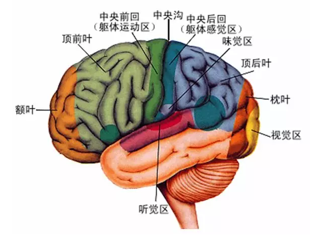經(jīng)顱磁刺激治療你知道多少？